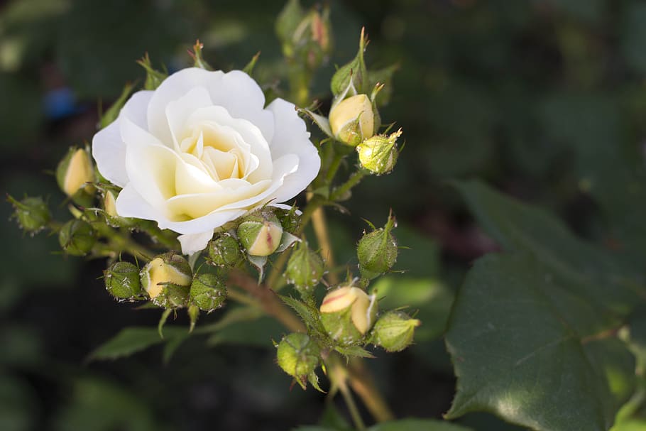 rose, flower, flowering plant, beauty in nature, vulnerability HD wallpaper