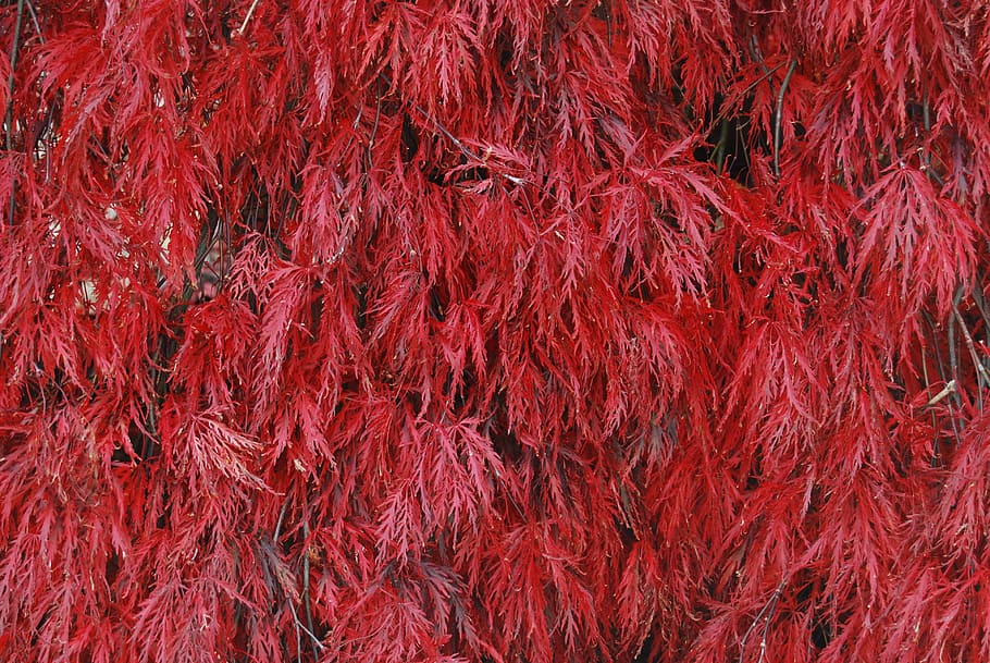 red, burgundy, maroon, colourful, leaf, leaves, japanese, maple, HD wallpaper