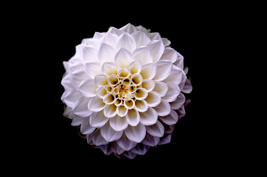 top-view of cluster petaled white flower, dahlia, floral, background, HD wallpaper