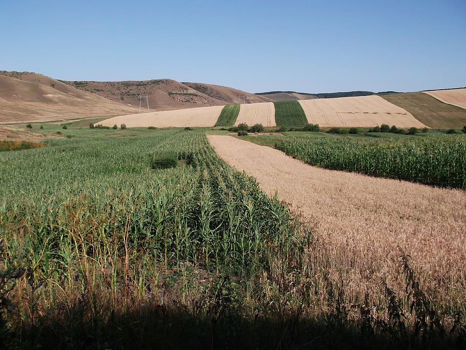 Romania, Landscape, Corn, Crops, Fields, farm, rural, scenic HD wallpaper