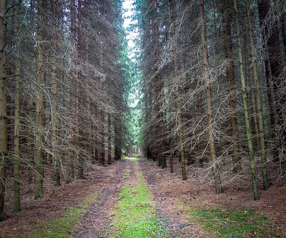 away, path, forest path, wet, gloomy, weird, coniferous forest HD wallpaper