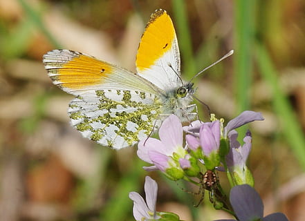 macro white, yellow, and brown butterfly, blossom, bloom, spring HD wallpaper