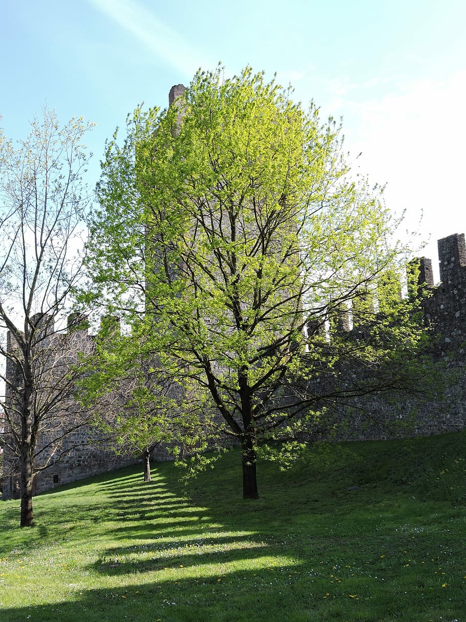Tree, Torre, Nature, green, fortification, castle, middle ages HD wallpaper
