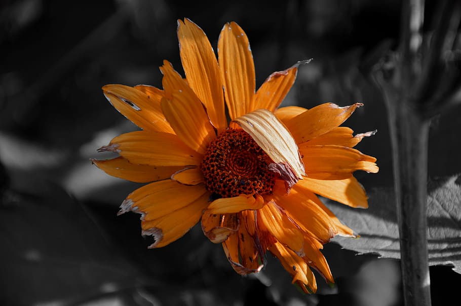 flower, orange, flowers, macro, nature, plants, flowering, yellow HD wallpaper
