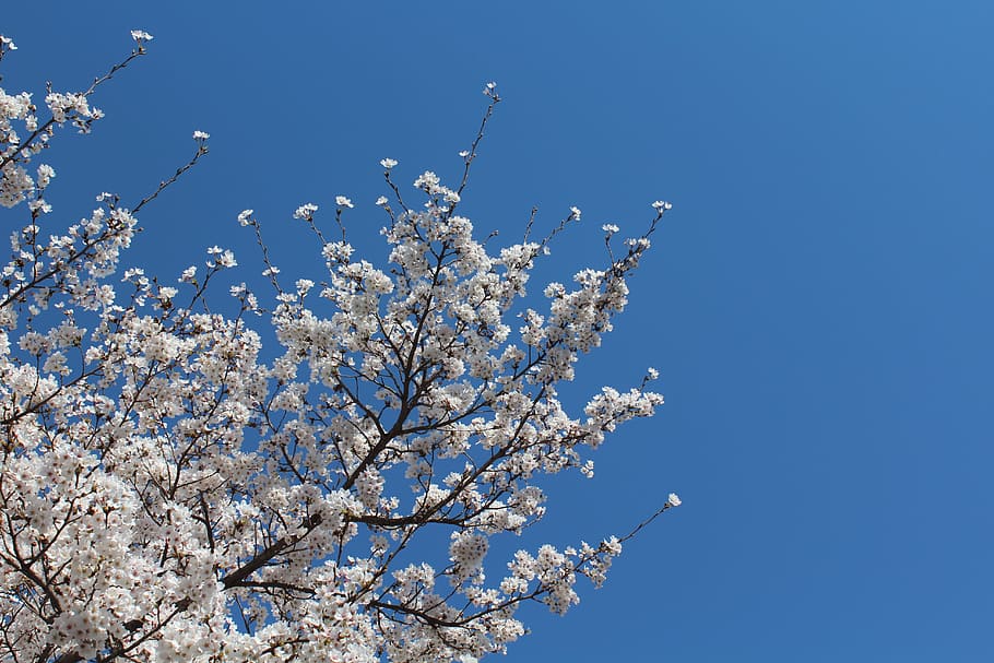 Cherry, Flowers, Sky, Blue Sky, cherry flowers, nature, springtime HD wallpaper