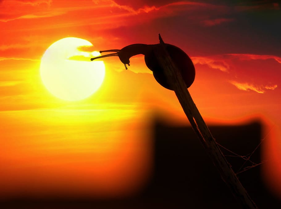 snail perching on branch, sunset, horns, red, in the evening HD wallpaper