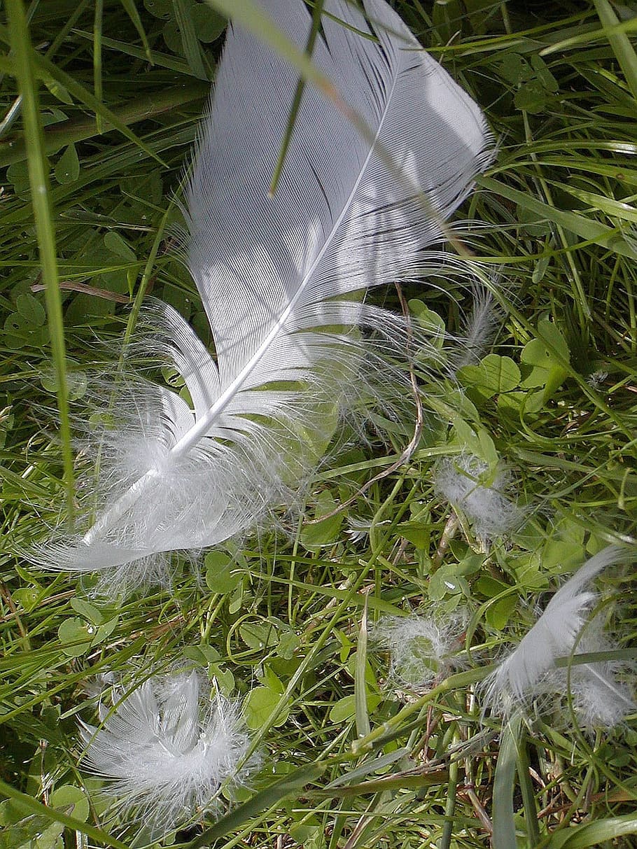 White, Swan, Bird, Feathers, Bank, growth, nature, grass, fragility HD wallpaper