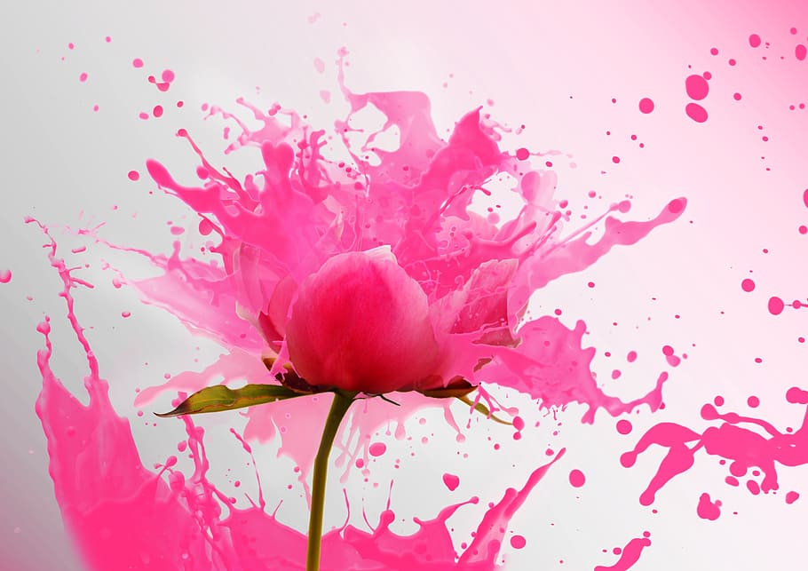 shallow focus photography of pink flower, flowers, synthetic HD wallpaper