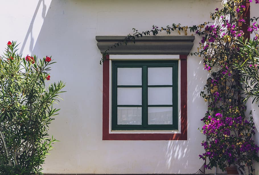 window with green frame beside crawling plants, clear glass window beside red and purple flowers HD wallpaper