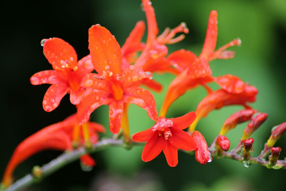 Tecoma Capensis, Flower, Garden, fragility, nature, plant, petal HD wallpaper
