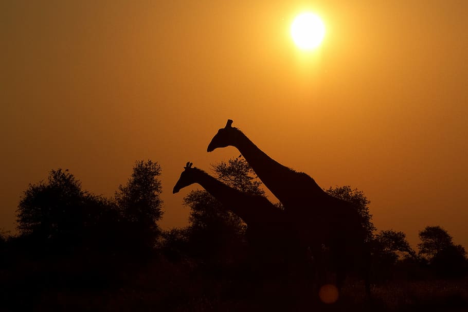 silhouette photo of two giraffes, sunset, orange, tree, sky HD wallpaper