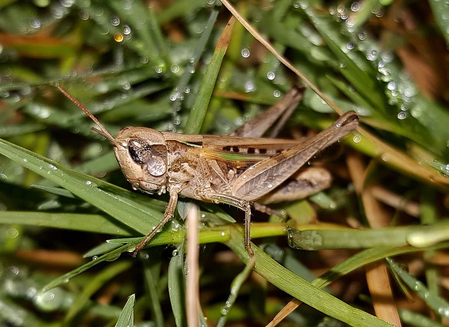 Grasshopper, Slant Faced Grasshopper, insect, close up, dew HD wallpaper
