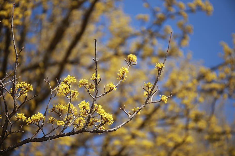 cornus, flowers, nature, plants, yellow, spring, yellow flower HD wallpaper