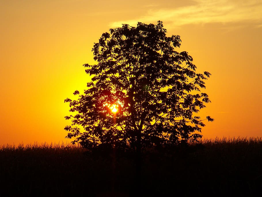 silhouette photo of a tree during golden hour, sunset, landscape HD wallpaper