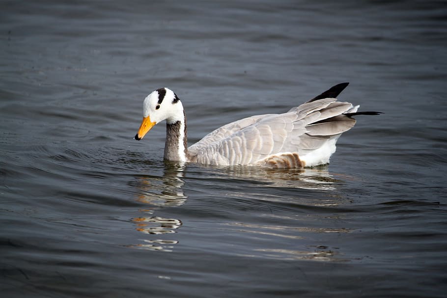 duck, bird, wild birds, animal themes, animals in the wild HD wallpaper