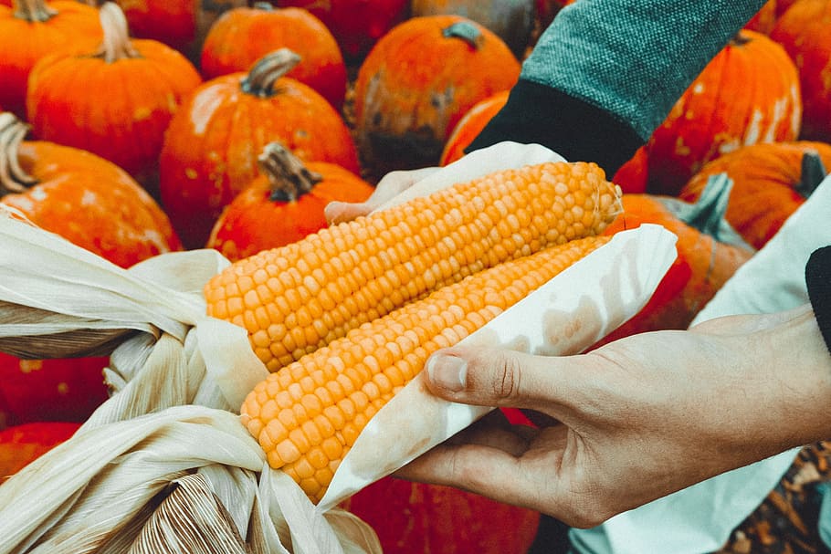person touching corn, harvest, farm, crop, field, farming, food HD wallpaper