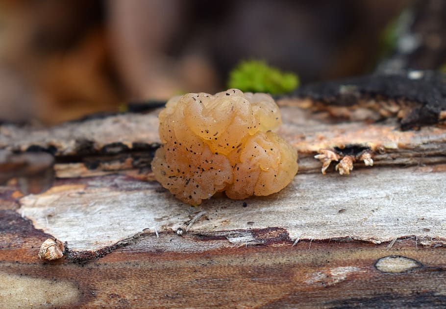 HD wallpaper: jelly fungus, fungi, plant, nature, fallen log, brown ...