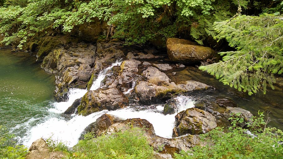 water, green, nature, environment, leaf, natural, freshness HD wallpaper