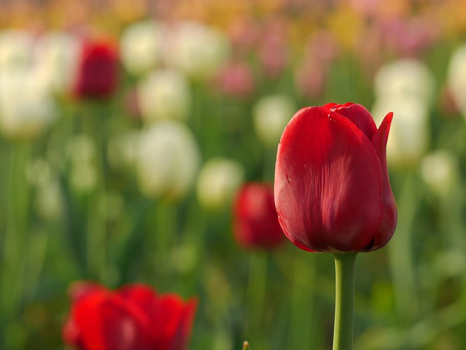 selective focus photography of red tulip flower, bloom, blossom HD wallpaper