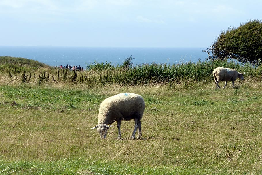 sheep, sea, landscape, mammal, livestock, animal themes, domestic animals HD wallpaper