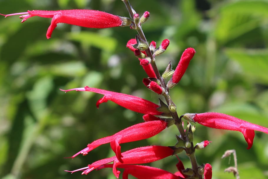 flower, red, macro, bloom, spring, red flowers, growth, plant HD wallpaper