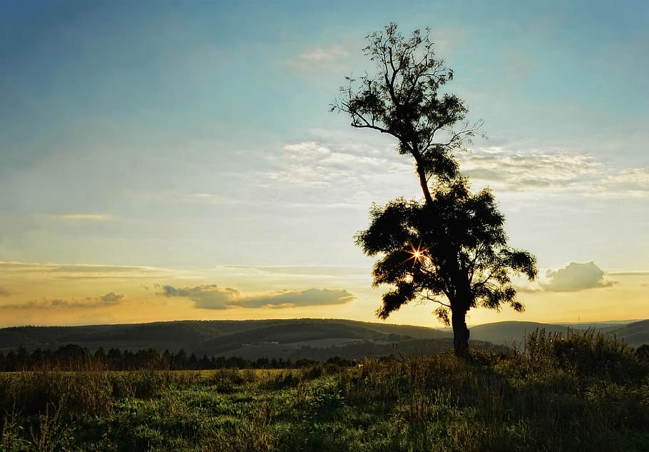 tree, back light, landscape, sunbeam, mood, sky, plant, beauty in nature HD wallpaper