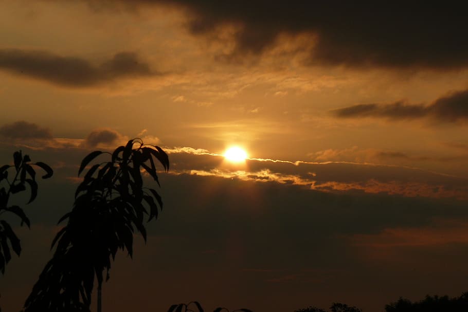 branch, sun, clouds, sky, cloud - sky, sunset, beauty in nature HD wallpaper