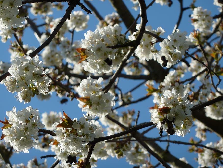 cherry blossoms, tree, gorgeous, white, spring, bloom, nature HD wallpaper