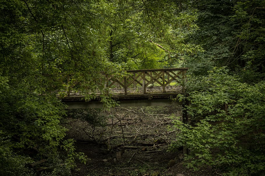 bridge, railway, forest, landscape, construction, train, across HD wallpaper