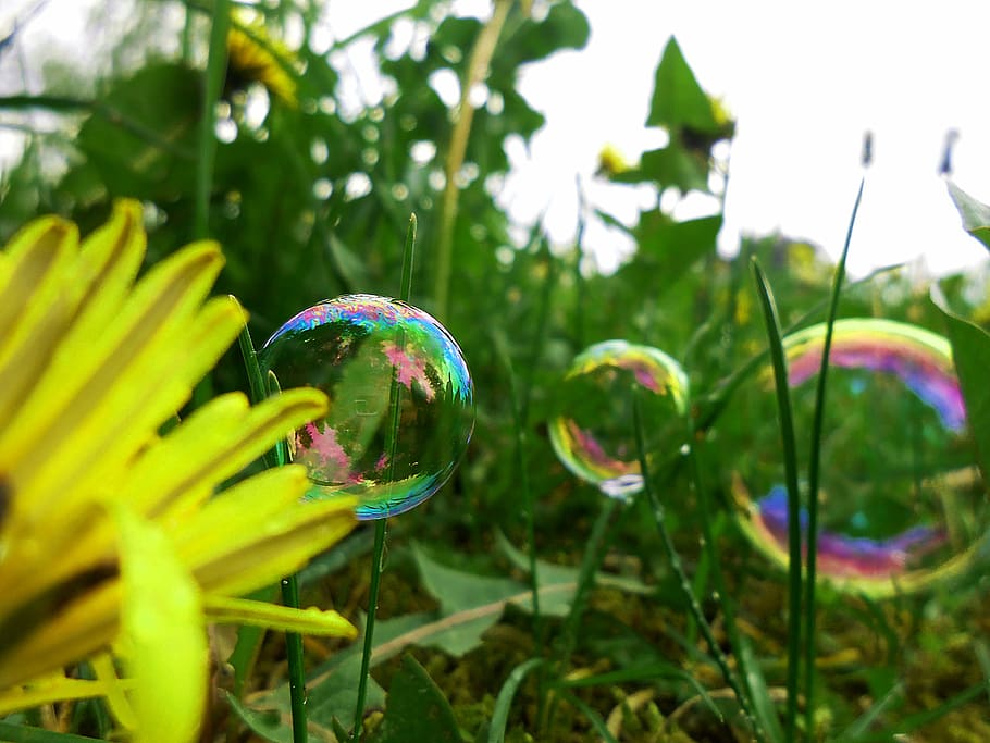 dandelion, bubbles, tiny, dandelions, garden, nature, plant HD wallpaper