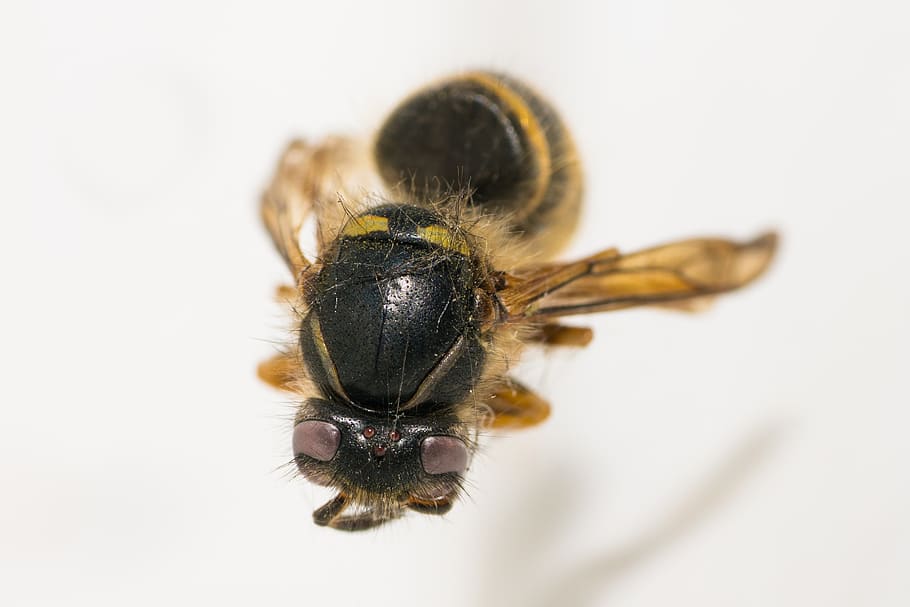 insect, bee, close up, invertebrate, animal, animal wildlife HD wallpaper