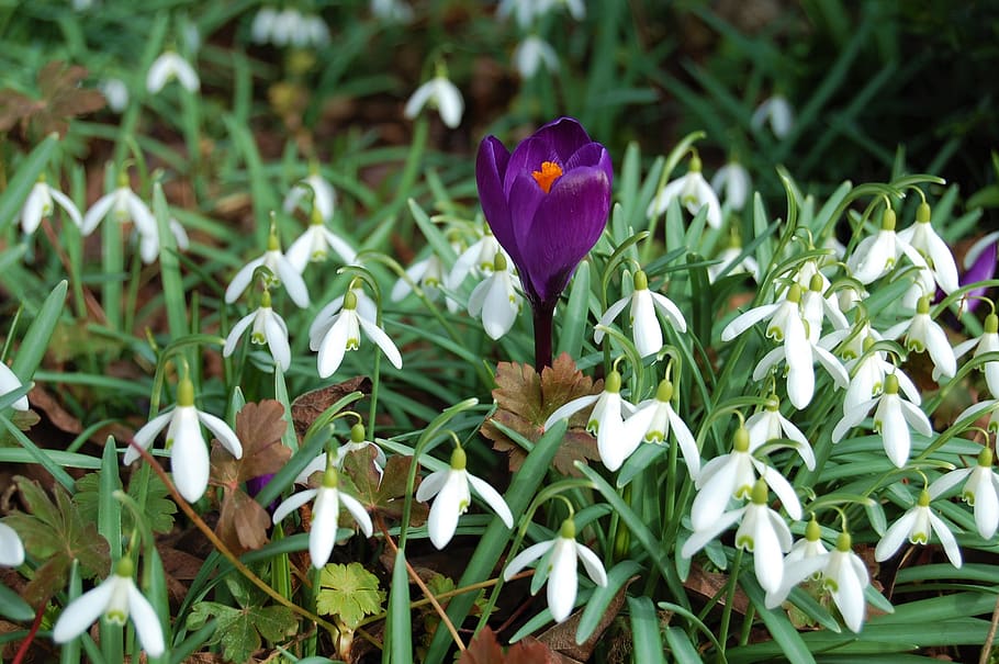 snowdrops, crocus, spring, plant, flower, flowering plant, growth HD wallpaper