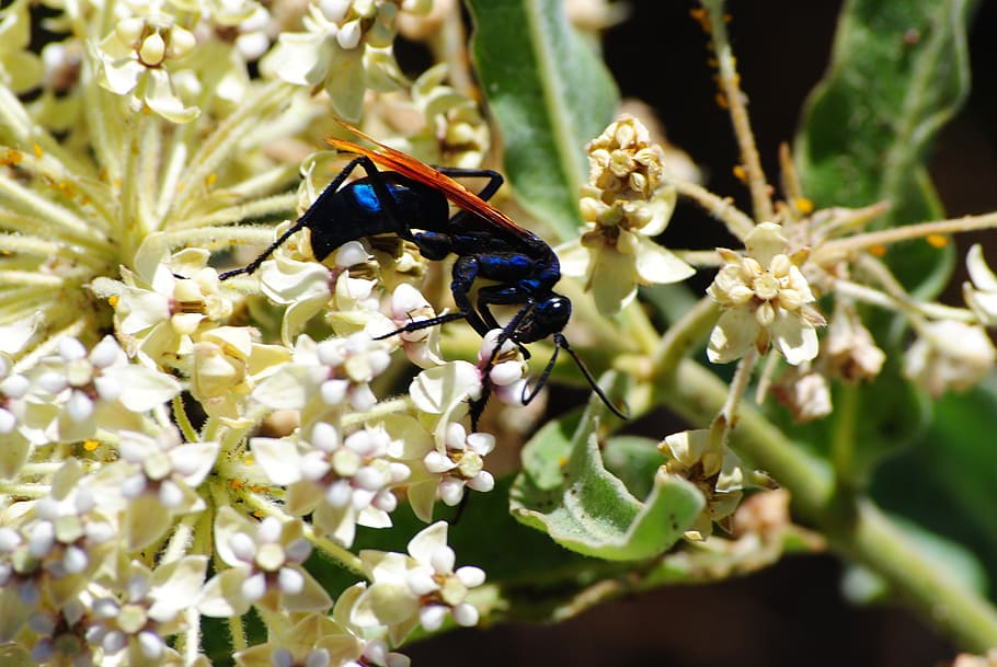wasp, flower, insect, flowering plant, invertebrate, animal wildlife HD wallpaper