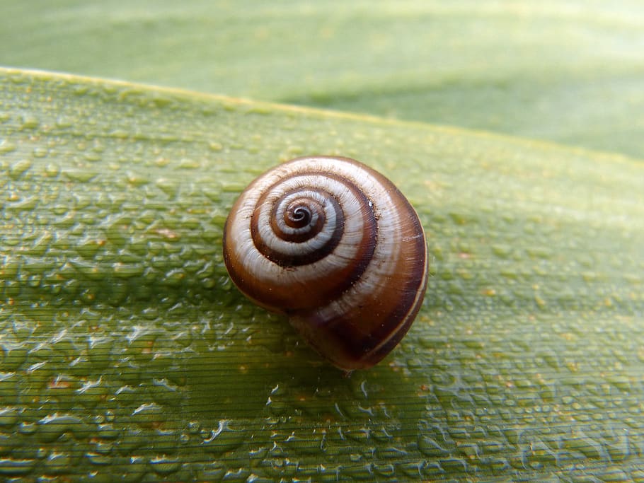 snail, leaf, moisture, animal wildlife, animal themes, shell HD wallpaper