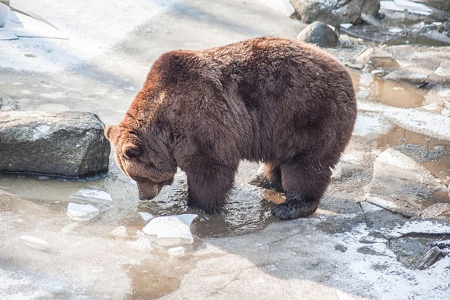 brown bear, winter, ice, snow, fur, close, animal themes, animal wildlife HD wallpaper