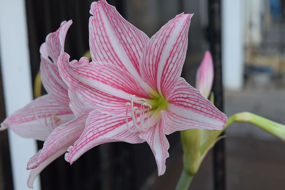 hippeastrum, flower, white, flowering plant, freshness, fragility HD wallpaper