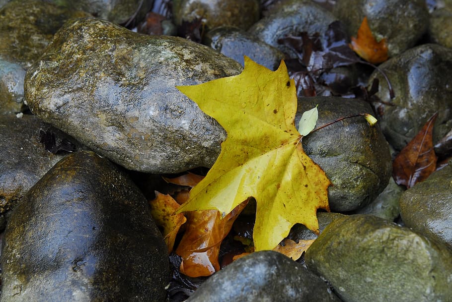 maple, stones, leaves, leaf, autumn, nature, water, fall color HD wallpaper
