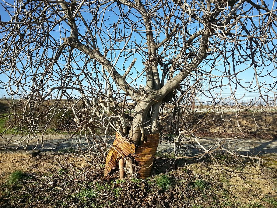 Tree, Barrel, Vine, bare tree, no people, day, outdoors, branch HD wallpaper