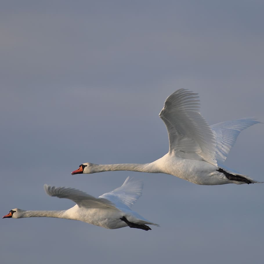 swan, denmark, expensive, animals in the wild, bird, animal wildlife HD wallpaper