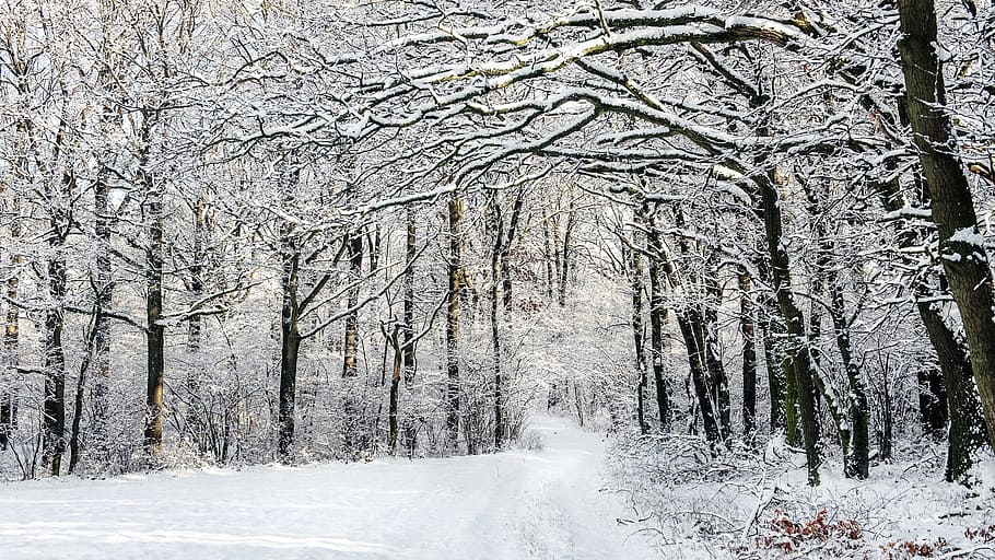 winter, snow, forest, tree, wood, cold, landscape, cold temperature HD wallpaper