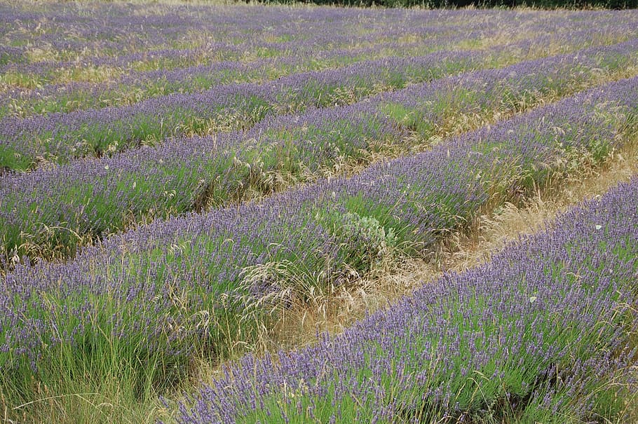 lavender, provence, south, field, flower, plant, growth, beauty in nature HD wallpaper