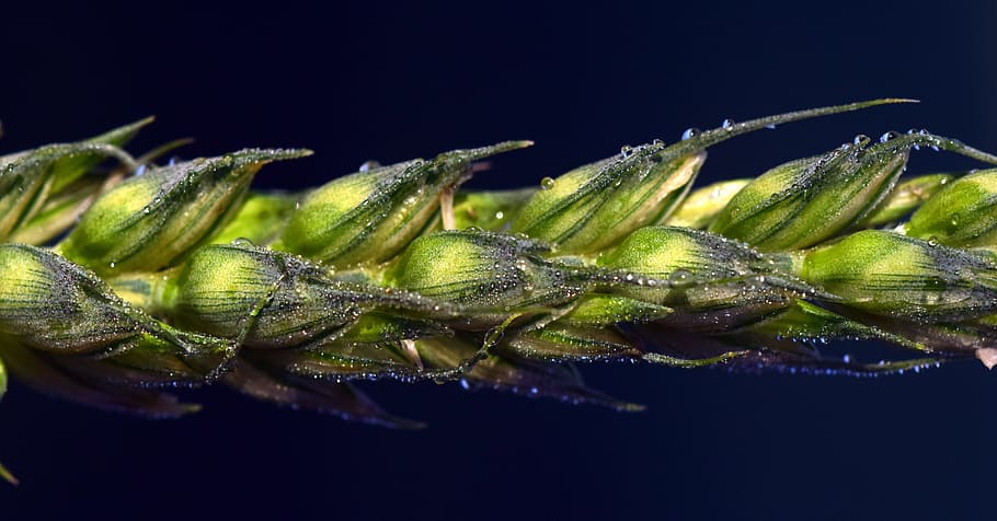 Wheat, Ear, Cereals, Grain, green, green ear, dew, dewdrop HD wallpaper
