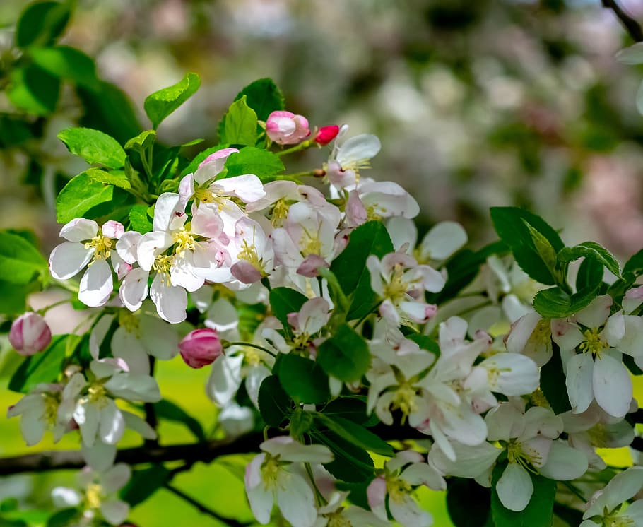 flower, flora, nature, garden, leaf, tree, flowering, spring HD wallpaper