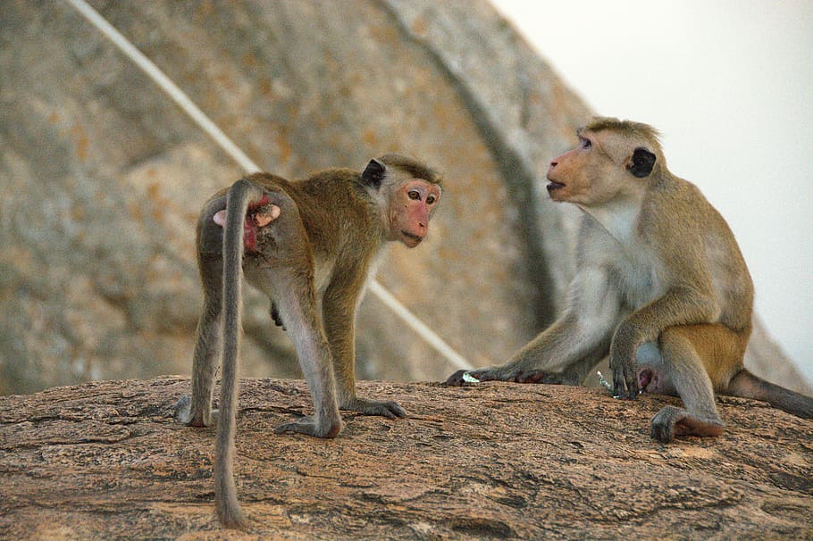 monkey, animals, couple, wildlife, mammal, primate, macaque HD wallpaper