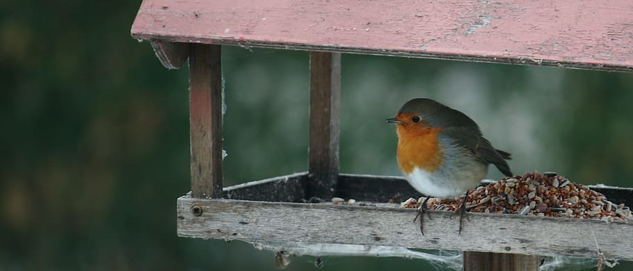 Bird, Feed, Compound, Board, Winter, compound board, expensive HD wallpaper