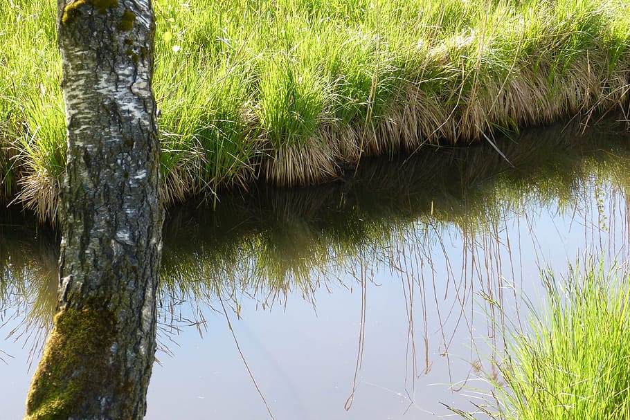bach, moat, mirroring, birch, plant, grass, water, tree, growth HD wallpaper
