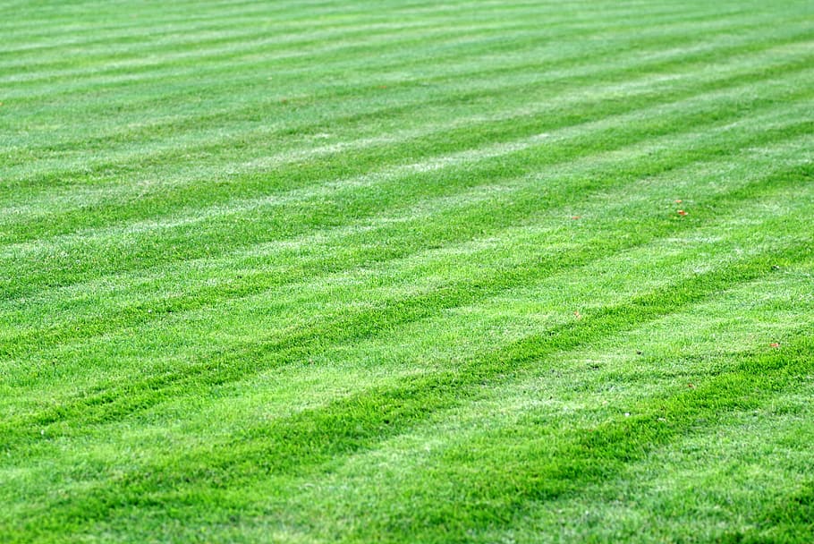 green field, grass, meadow, lawn, skoszone, the pitch, garden, HD wallpaper