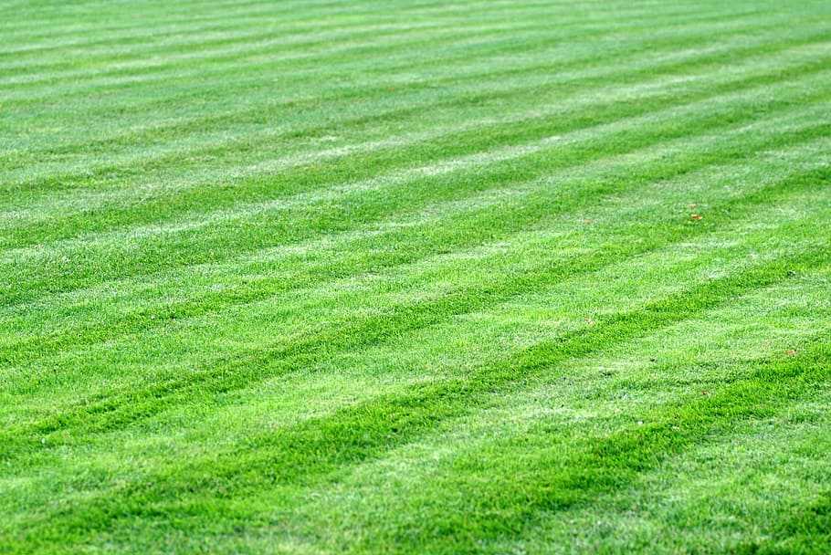 green field, grass, meadow, lawn, skoszone, the pitch, garden HD wallpaper