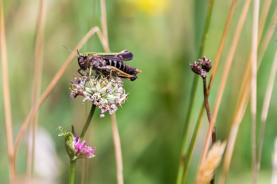 grasshopper, close, insect, macro, green, meadow, animal, nature HD wallpaper