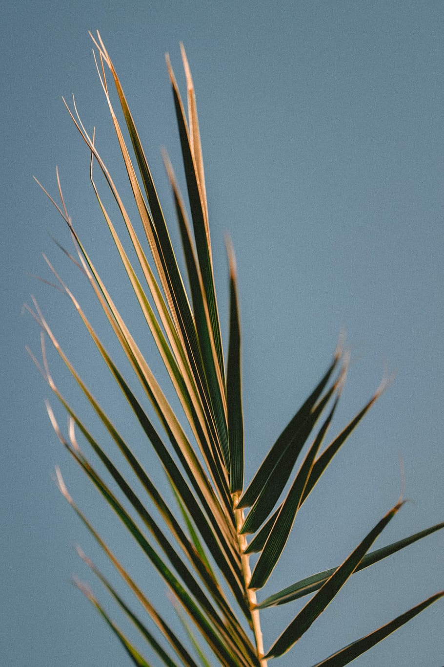 close up photography of green linear leaf, tilt-shift lens photo of green palm leaf HD wallpaper